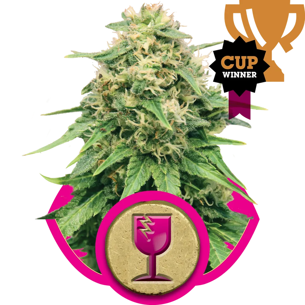 Critical | PHOTOFEM | Royal Queen Seeds