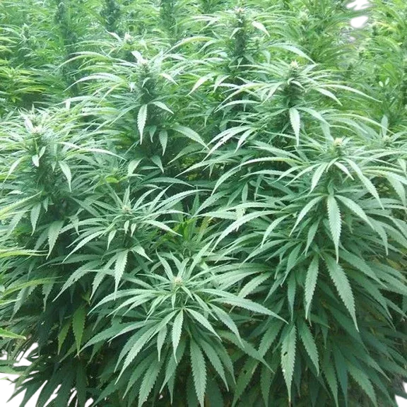 White Rhino | PHOTOFEM | Nirvana Seeds