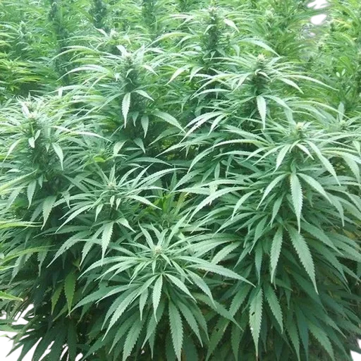 White Rhino