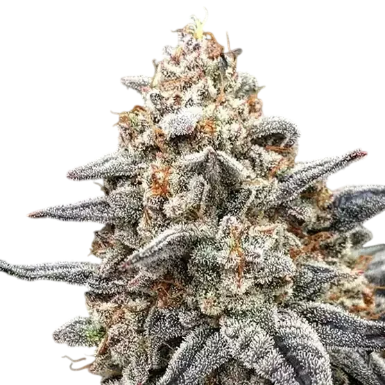 White Wedding RBX | PHOTOFEM | Ethos Genetics