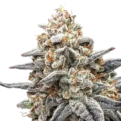 White Wedding RBX | PHOTOFEM | Ethos Genetics