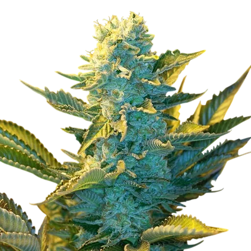 White Widow