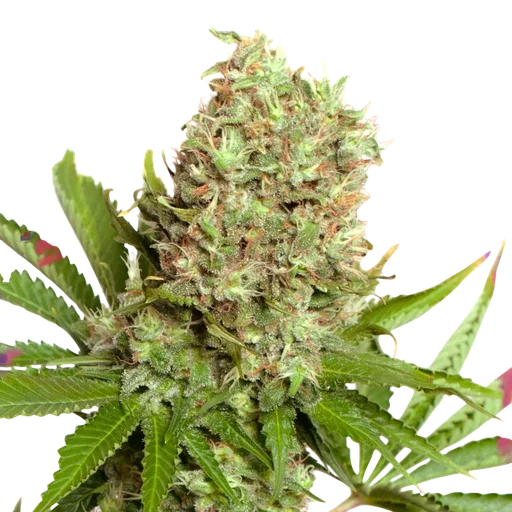 White Widow