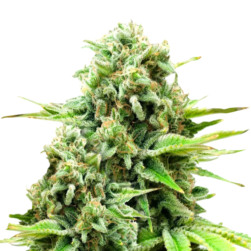 White Widow Auto | AUTOFEM | Nirvana Seeds