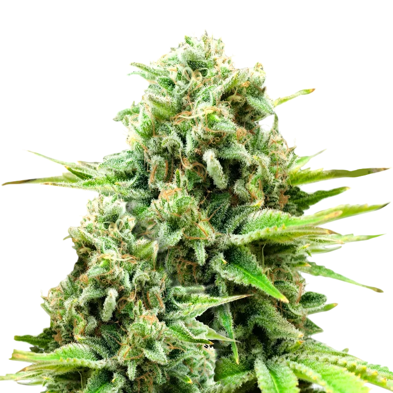 White Widow Auto | AUTOFEM | Nirvana Seeds