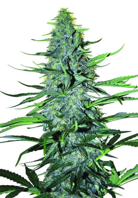White Widow | PHOTOREG | Nirvana Seeds