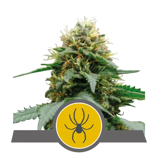 White Widow | PHOTOREG | Royal Queen Seeds