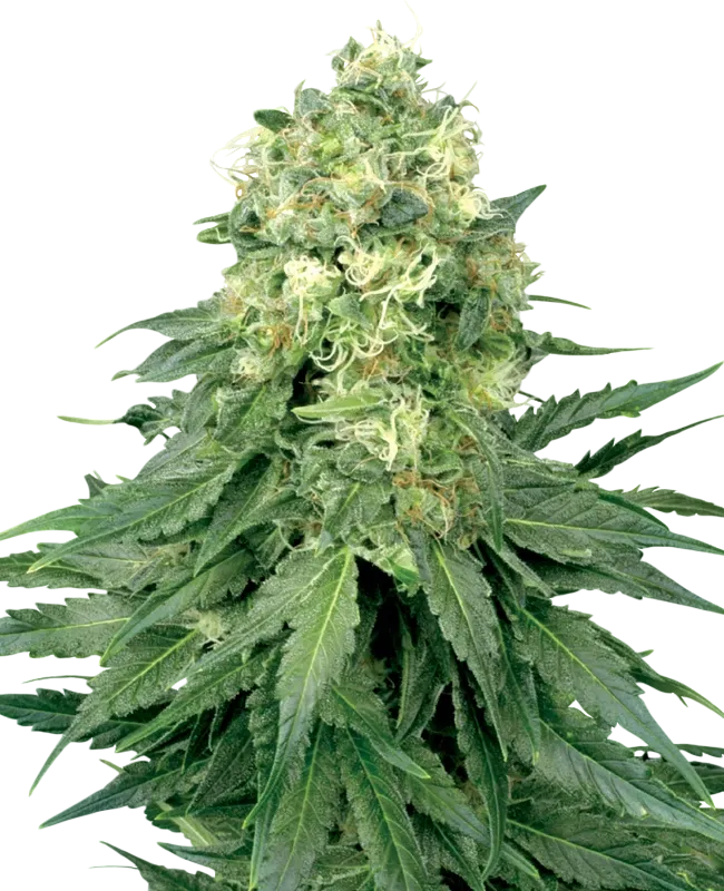 White Widow | PHOTOREG | White Label Seed Company