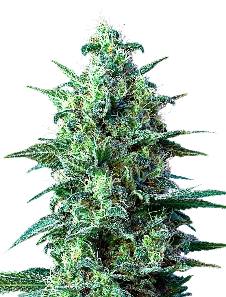 White Widow CBD Auto | AUTOFEM | Greenhouse Seed Co.