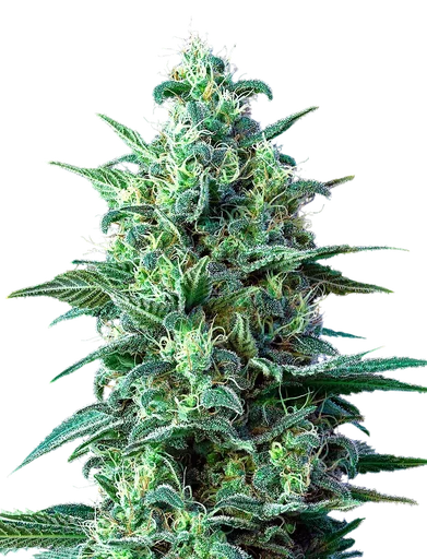White Widow CBD Auto