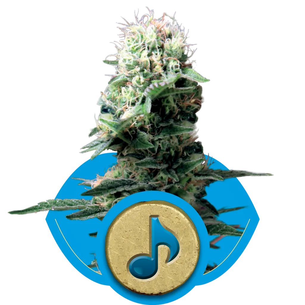 Dance World CBD | PHOTOFEM | Royal Queen Seeds