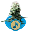 Dance World CBD | PHOTOFEM | Royal Queen Seeds