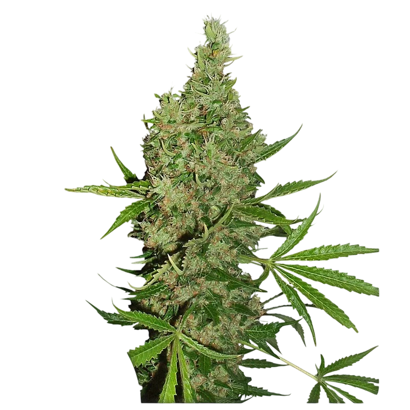 White Widow x The Ultimate – Produktansicht