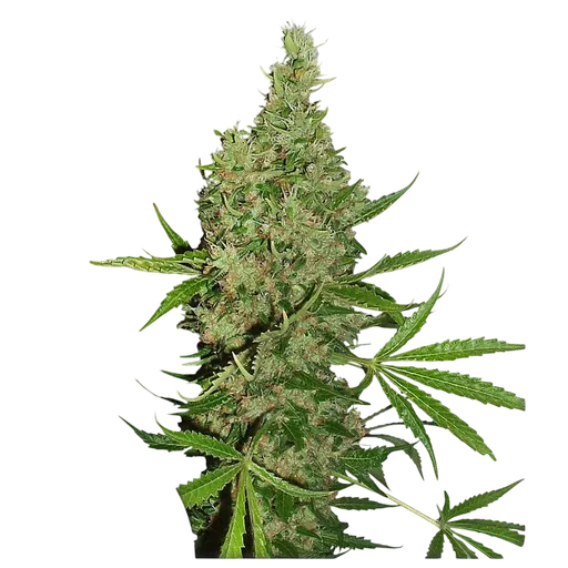 White Widow x The Ultimate | PHOTOREG | Dutch Passion