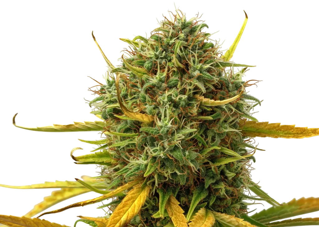 Widow AC (WACO) | PHOTOREG | Mr. Nice Seedbank