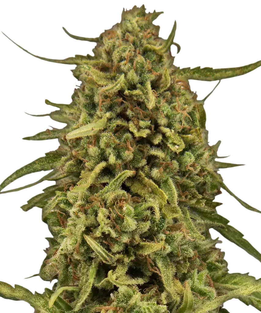 Widow Remedy | PHOTOREG | Barneys Farm