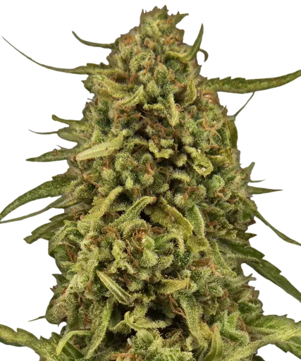 Widow Remedy