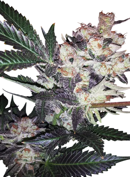 Wild Berry | PHOTOFEM | BC Bud Depot