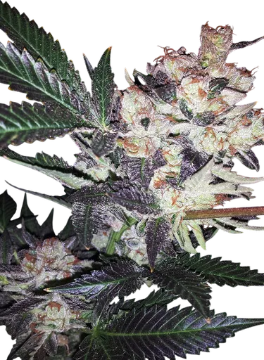 Wild Berry