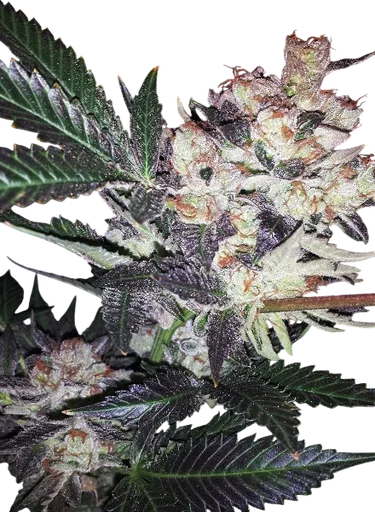 Wild Berry