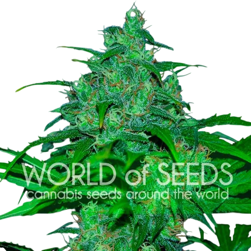 Wild Thailand | PHOTOFEM | World of Seeds