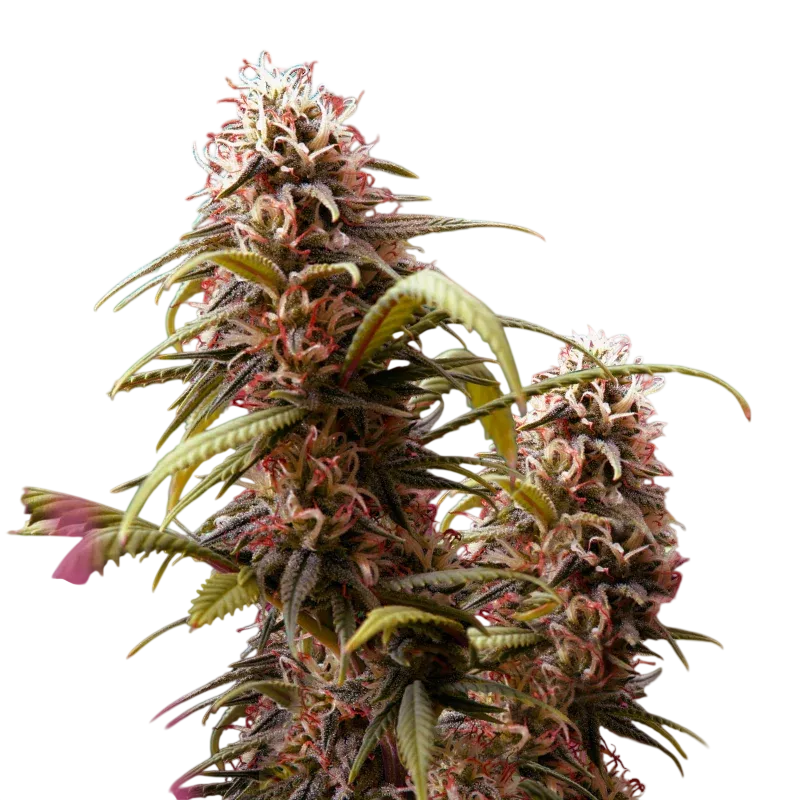 Wonder Woman | PHOTOFEM | Nirvana Seeds