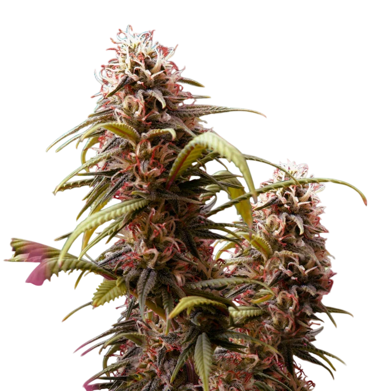 Wonder Woman | PHOTOFEM | Nirvana Seeds