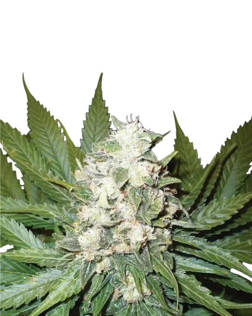 Wonder Woman Auto | AUTOFEM | Nirvana Seeds