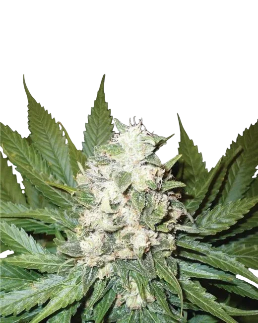 Wonder Woman Auto | AUTOFEM | Nirvana Seeds