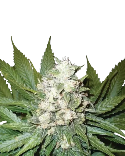 Wonder Woman Auto