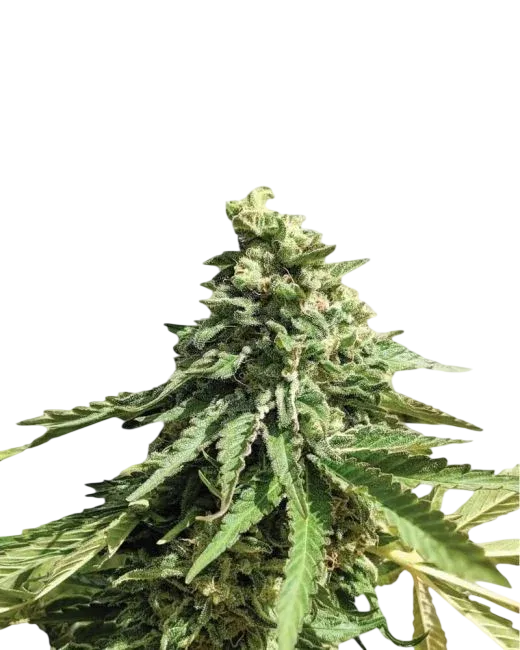 Wonder Woman | PHOTOREG | Nirvana Seeds