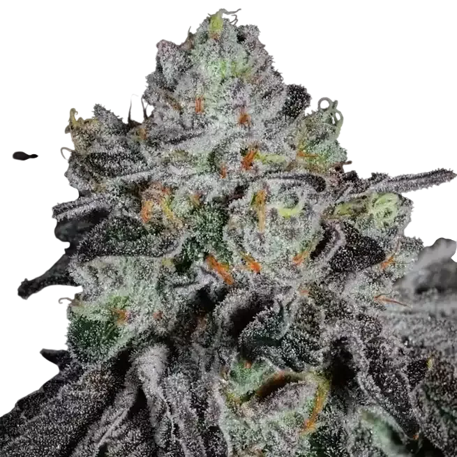 Wrank R2 | PHOTOFEM | Ethos Genetics