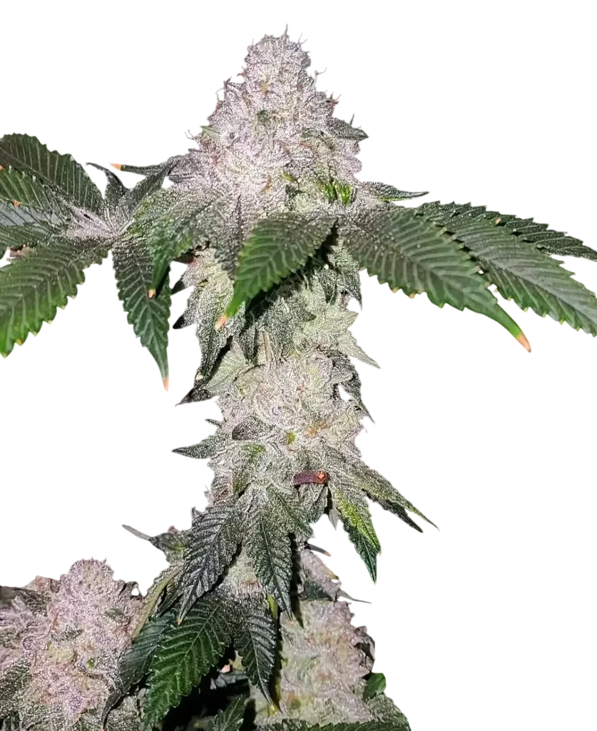 Wrank S1 | PHOTOFEM | Ethos Genetics