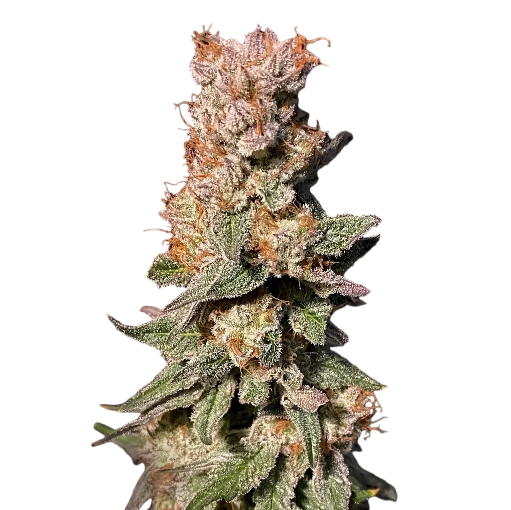 Xhale | PHOTOFEM | Elev8 Seeds