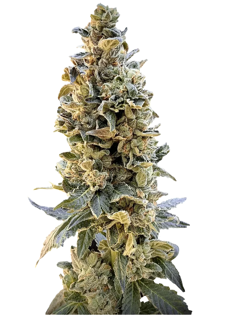 XTC OG | PHOTOFEM | Elev8 Seeds