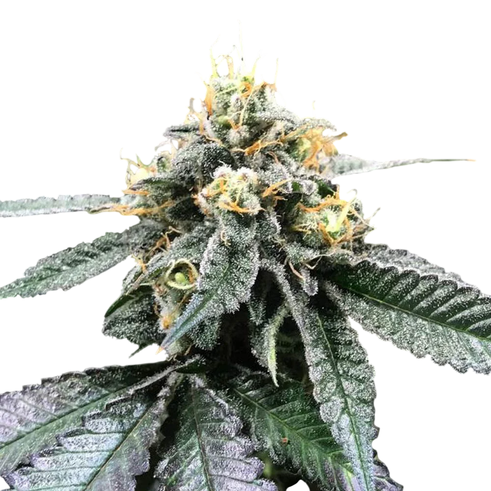 You-Whoo | PHOTOREG | DNA Genetics