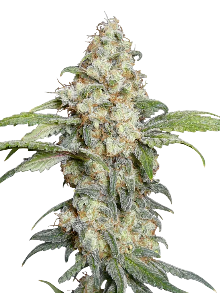 Zitro | PHOTOFEM | TerpyZ Mutant Genetics