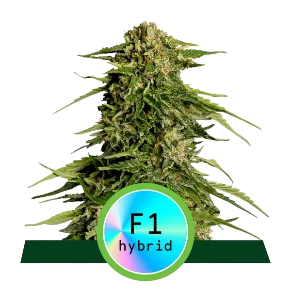 Epsilon F1 Auto | AUTOFEM | Royal Queen Seeds