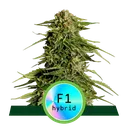 Epsilon F1 Auto | AUTOFEM | Royal Queen Seeds
