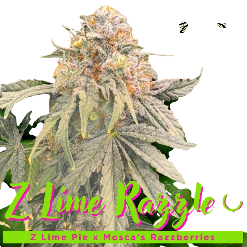 Z Lime Razzle | PHOTOFEM | Mosca Seeds