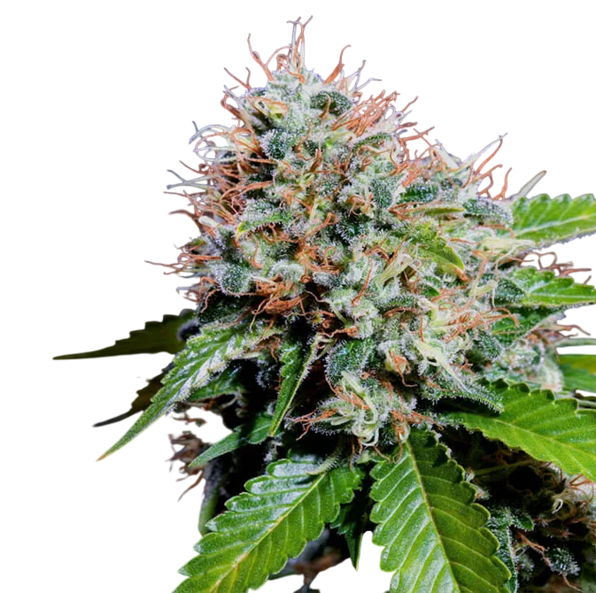 Zuri Widow | PHOTOFEM | Genehtik Seeds