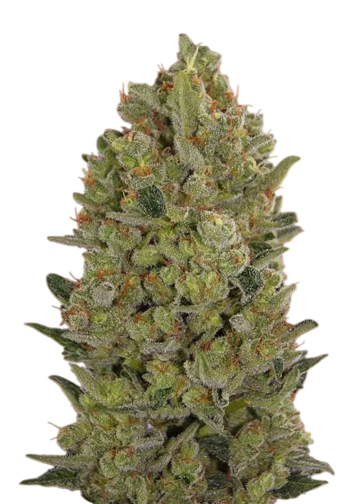 00 Cheese | PHOTOFEM | 00 Seeds