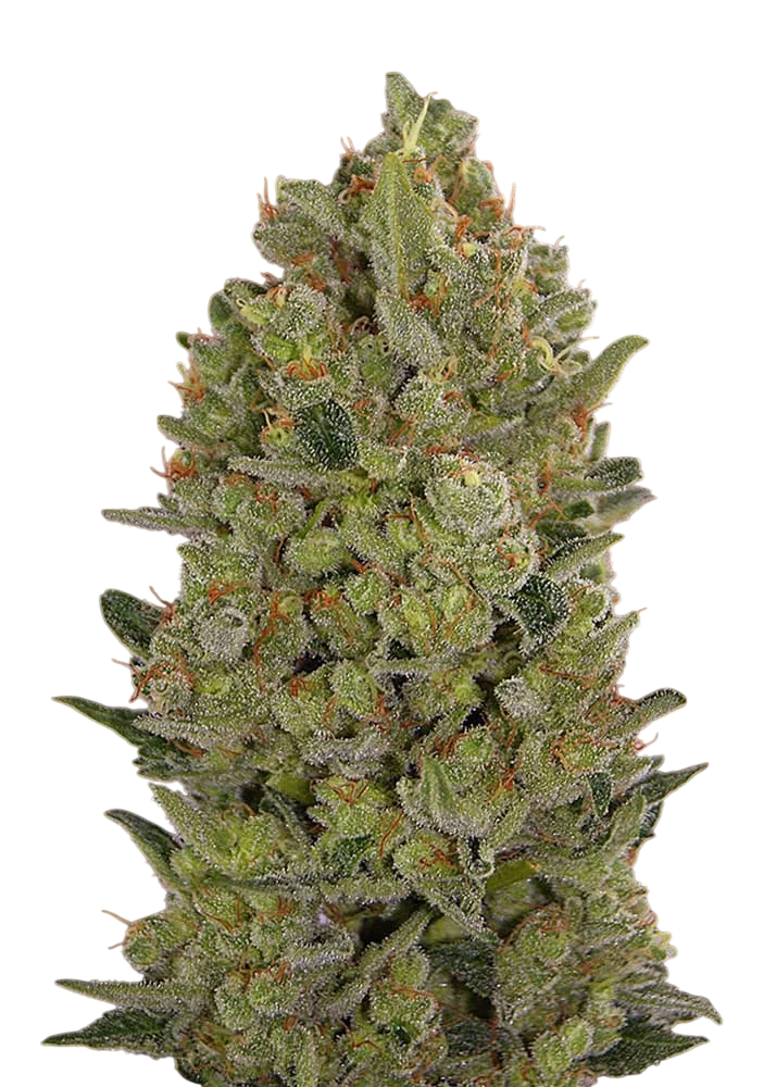 00 Cheese | PHOTOFEM | 00 Seeds