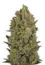 00 Cheese | PHOTOFEM | 00 Seeds