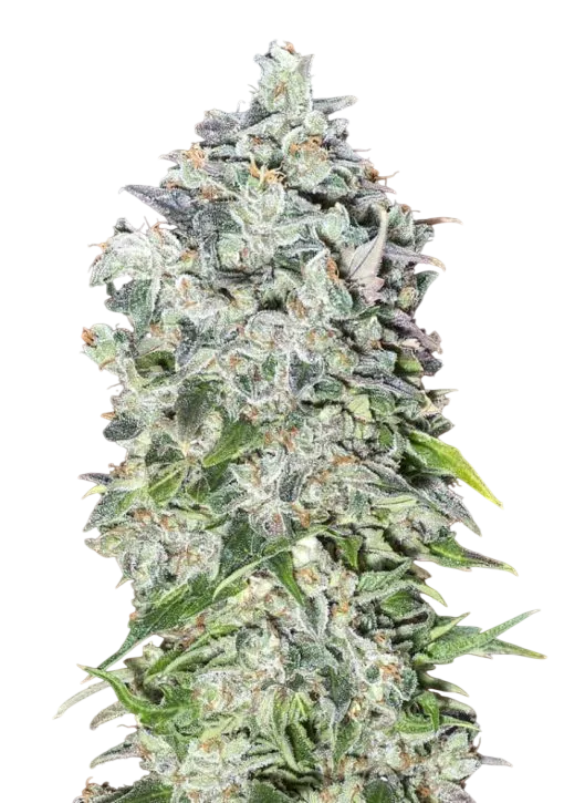 00 Kush Auto | AUTOFEM | 00 Seeds