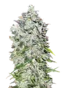 00 Kush Auto | AUTOFEM | 00 Seeds