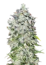 00 Kush Auto | AUTOFEM | 00 Seeds
