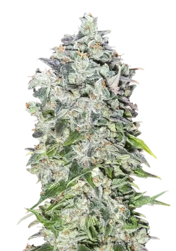 00 Kush Auto