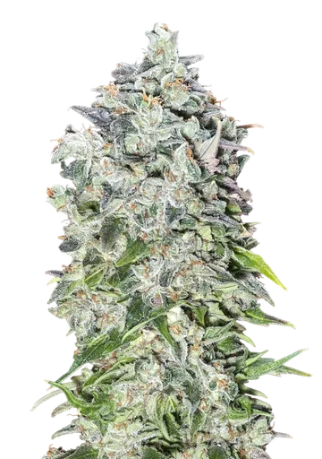 00 Kush Auto