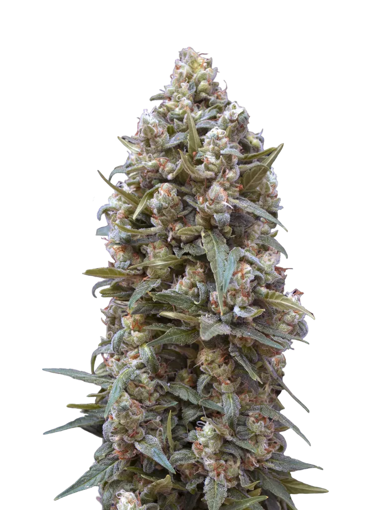 00 Kush | PHOTOFEM | 00 Seeds